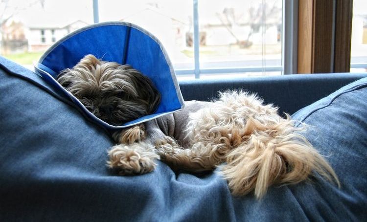 Собака после операции