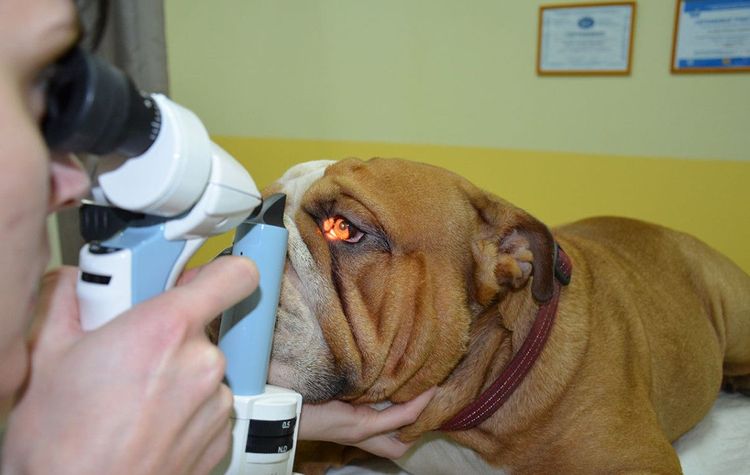 Осмотр глаза собаки у ветеринара