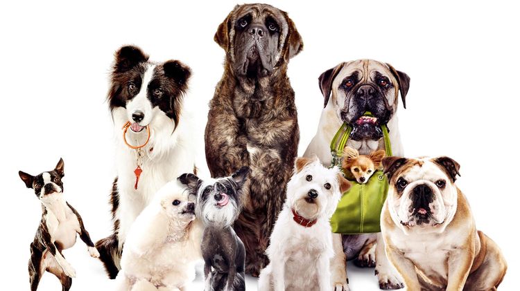 Сколько пород собак существует в мире
