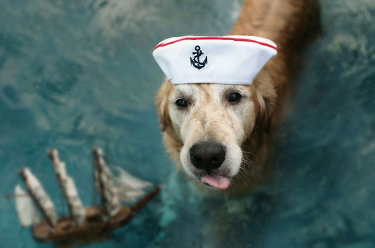 Собака моряк