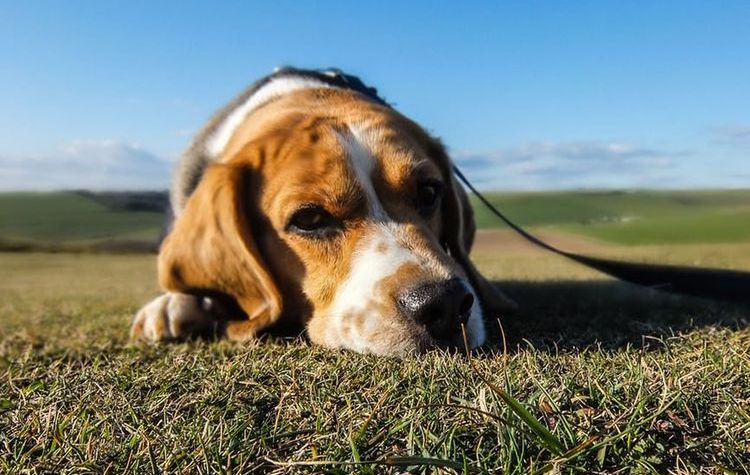 Собака лежит в траве