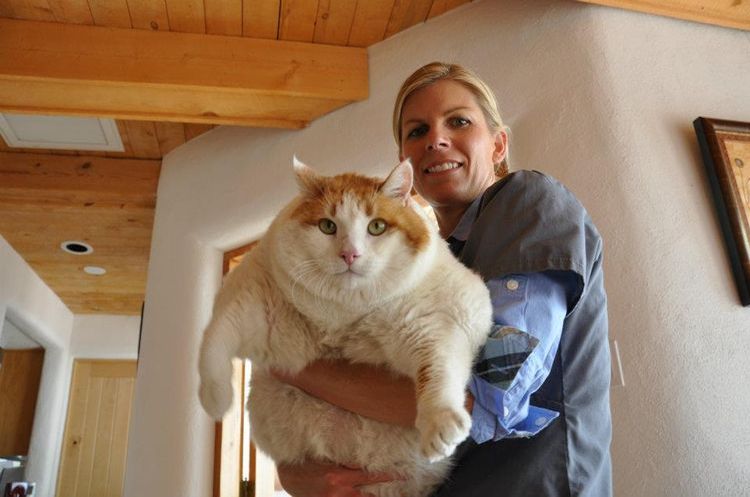 Самый толстый кот Мяу