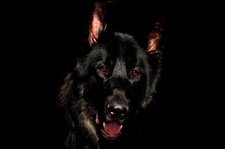 Черная собака