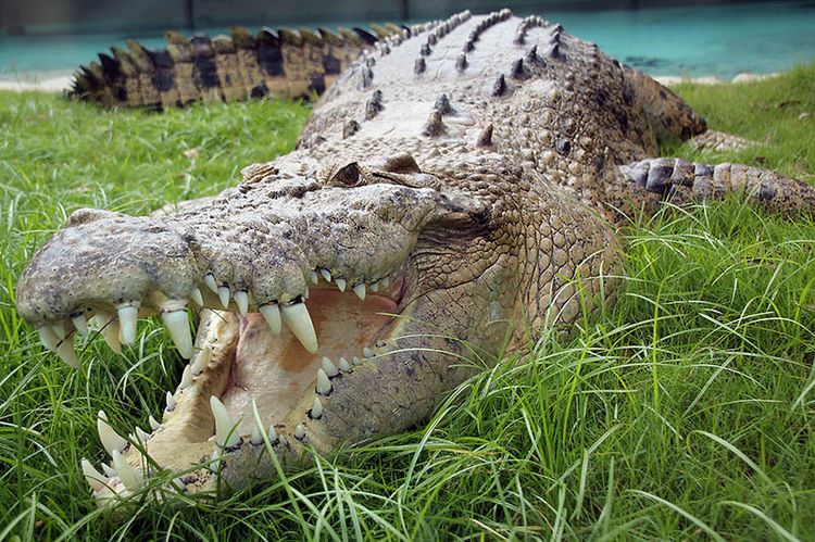 Морской (гребнистый) крокодил