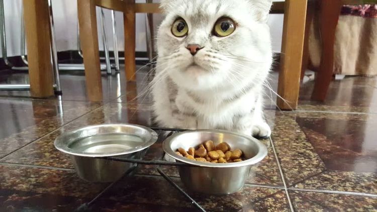 Кот ест собачью еду