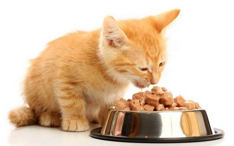 Диетическое питание для кота