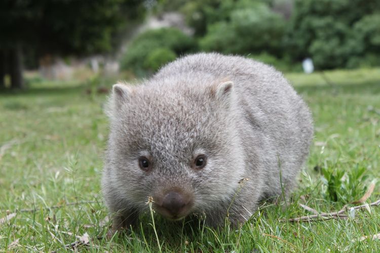 Wombat - какво животно