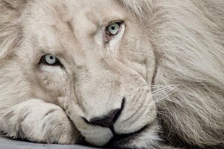 Бял лъв