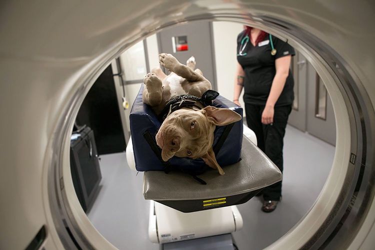 МРТ головного мозга собаке