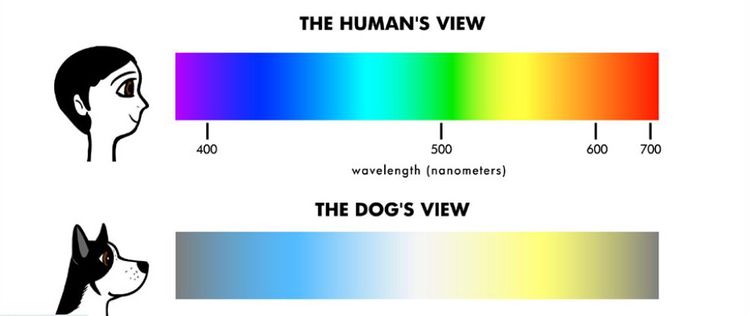 Как собаки видят цвета