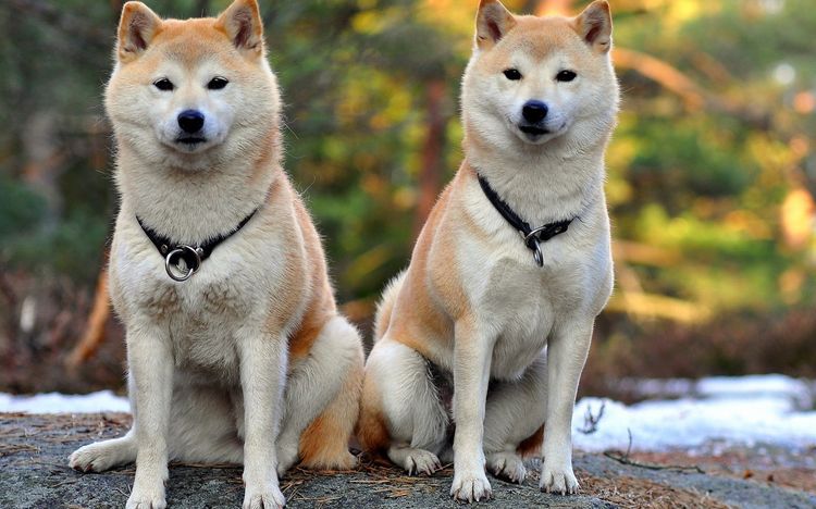 Японски породи кучета