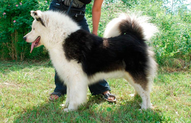 собака породы якутская лайка