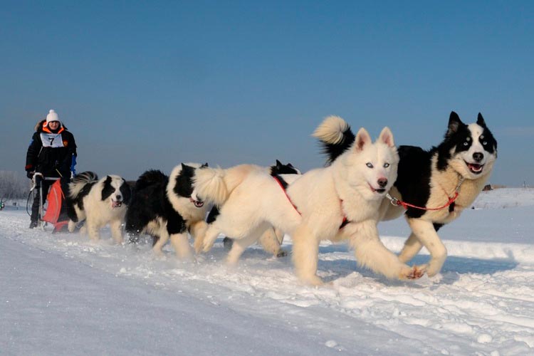 порода собак якутская лайка