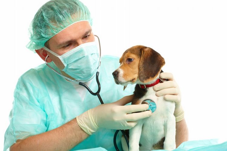 Собака у ветеринара