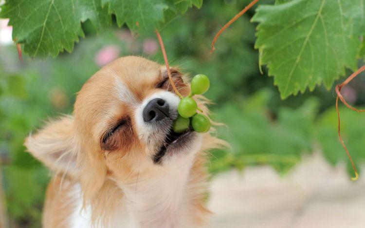 Щенок ест виноград
