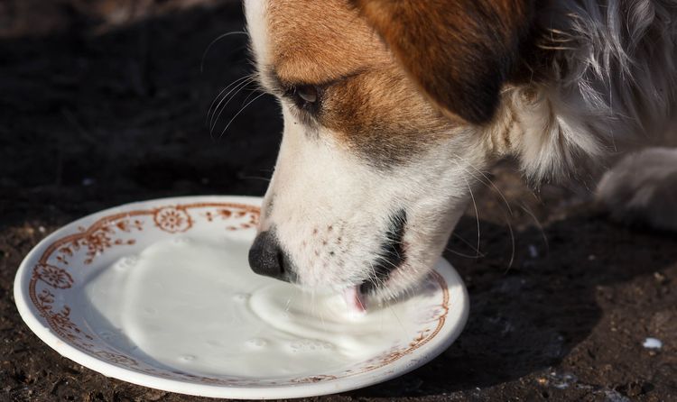 Пес пьет молоко из миски