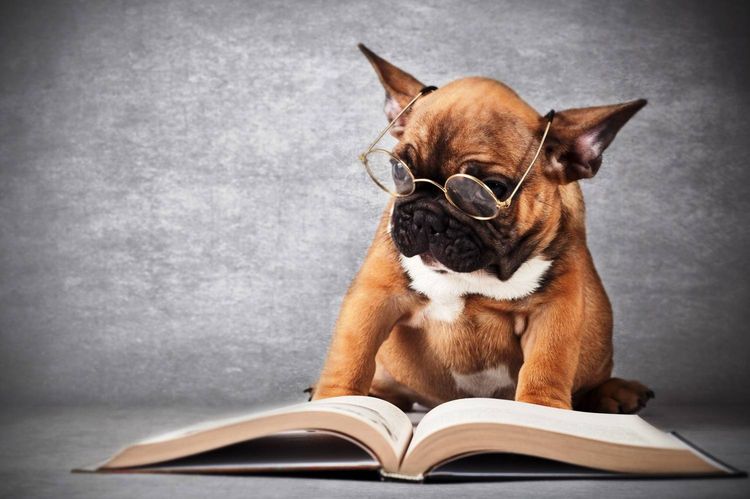 Собака в очках и с книгой
