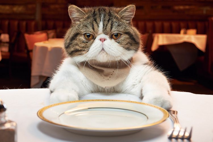 Толстый кот перед пустой тарелкой
