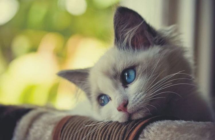 Грустным котенок с голубыми глазами