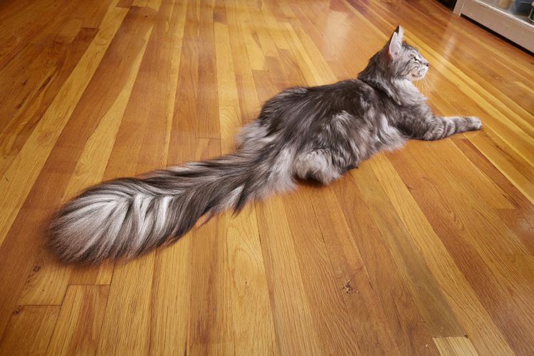 Кот с самым длинным хвостом