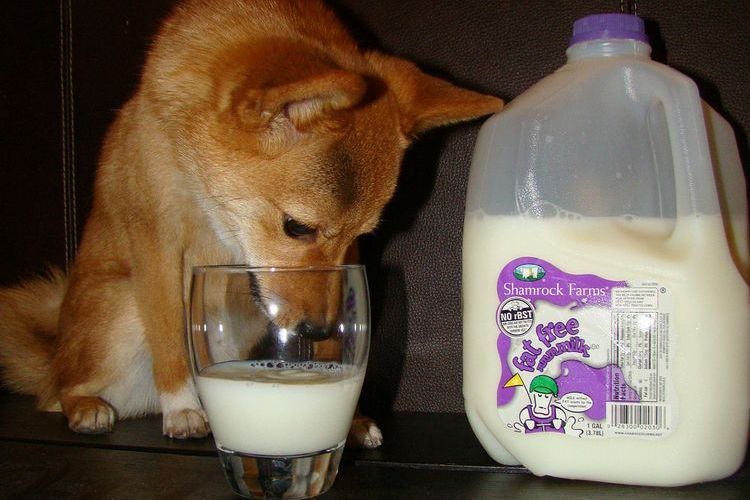 Шиба-ину пьет молоко из стакана
