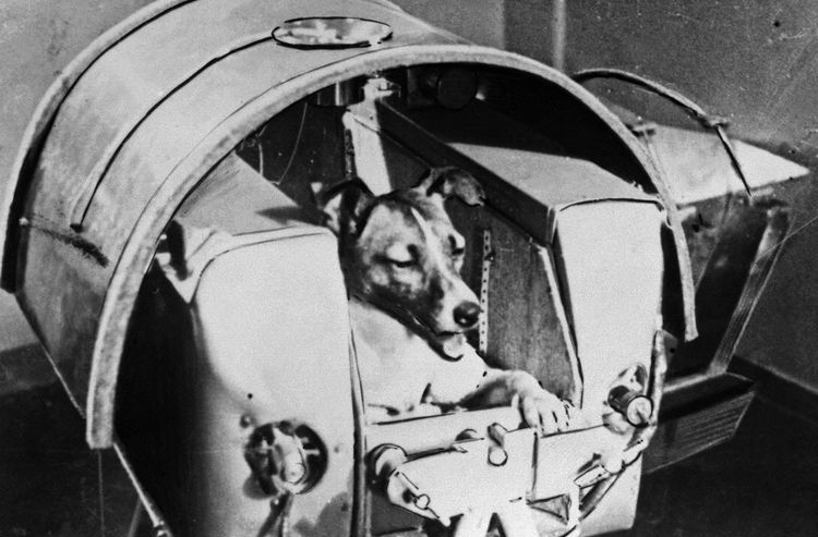 Подготовка собаки к полету в космос