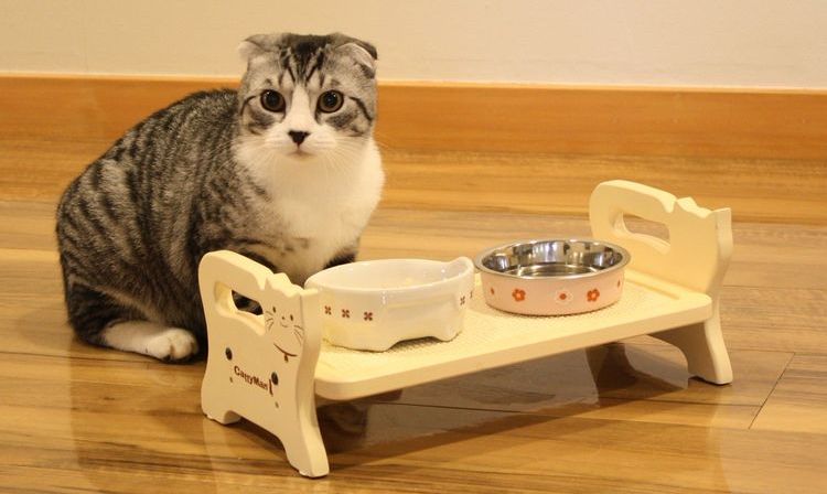 Кошка у мисок с едой