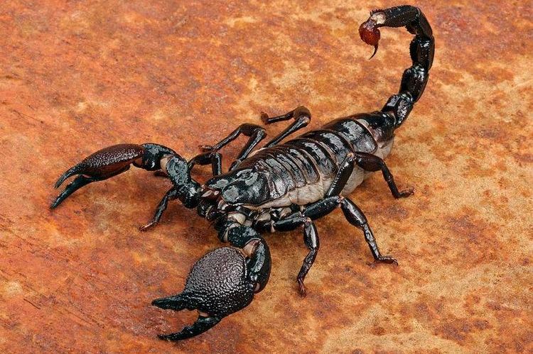 Ядовитый скорпион