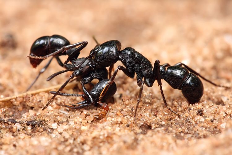 Ядовитый муравей