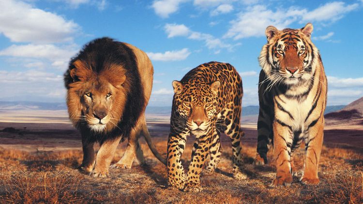 Лев, тигр и леопард