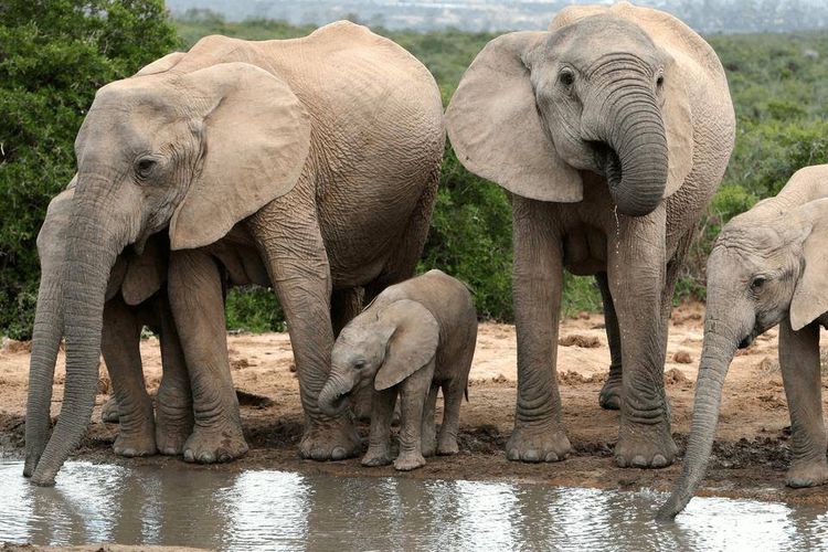 Слоны и слоненок