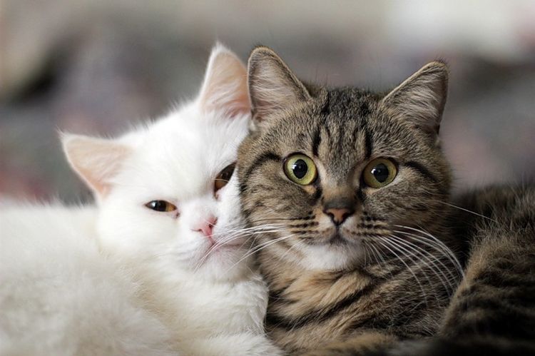 Белая кошка и полосатый кот