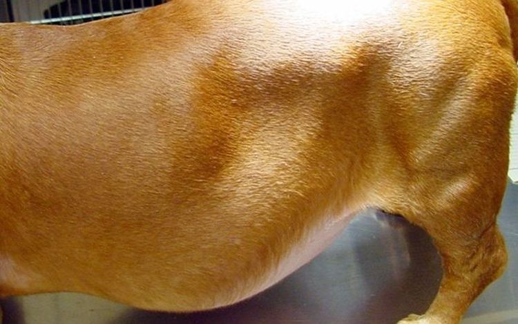 Водянка (асцит) брюшной полости у собак