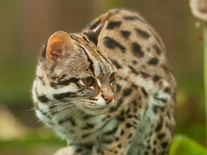 Азиатский леопардовый кот (44 фото)