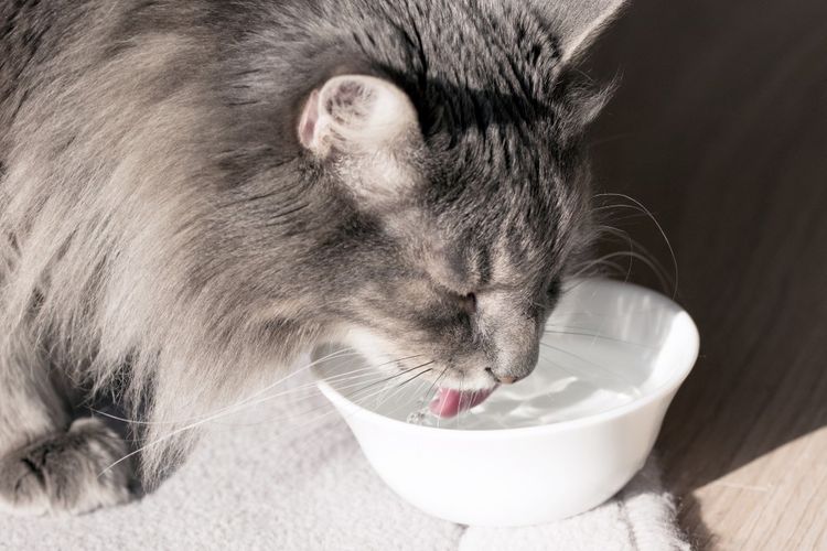Кот пьет воду из поилки