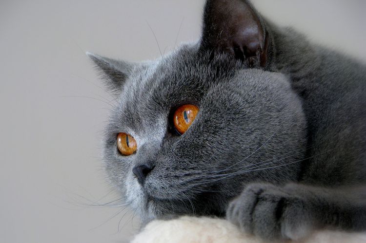 Британская кошка с желтыми глазами