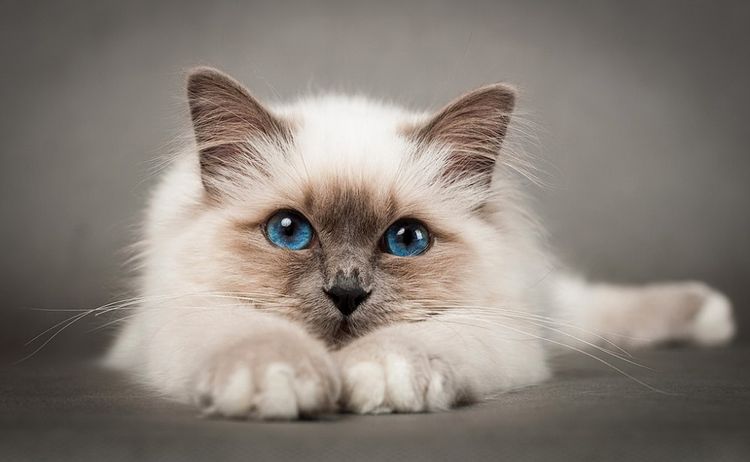 Голубоглазая кошка породы бирма