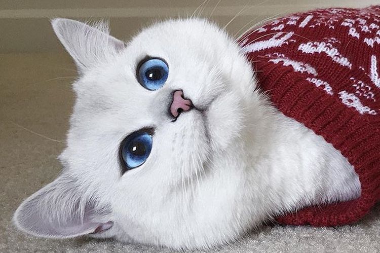 Голубоглазый кот породы британская короткошерстная
