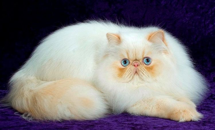 Голубоглазый персидский кот