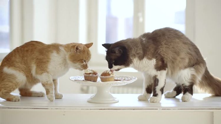 Кошки едят сладкое