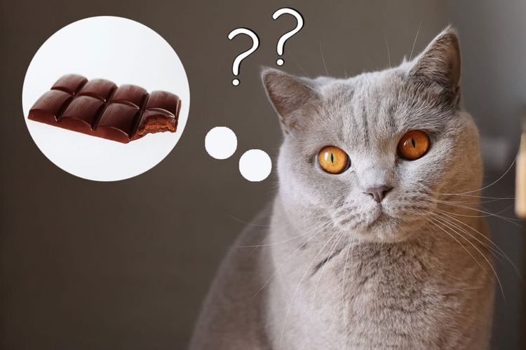 Кошка думает о шоколаде