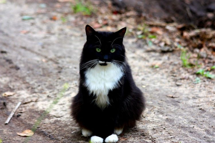 Уличный черный кот