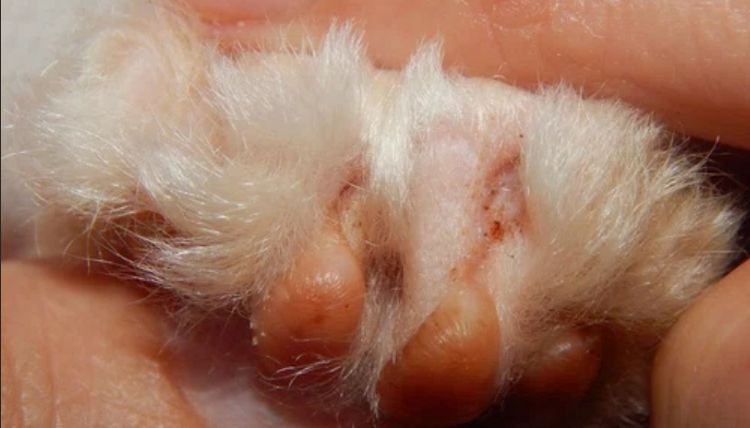 Сколько стоит операция для кошек мягкие лапки thumbnail