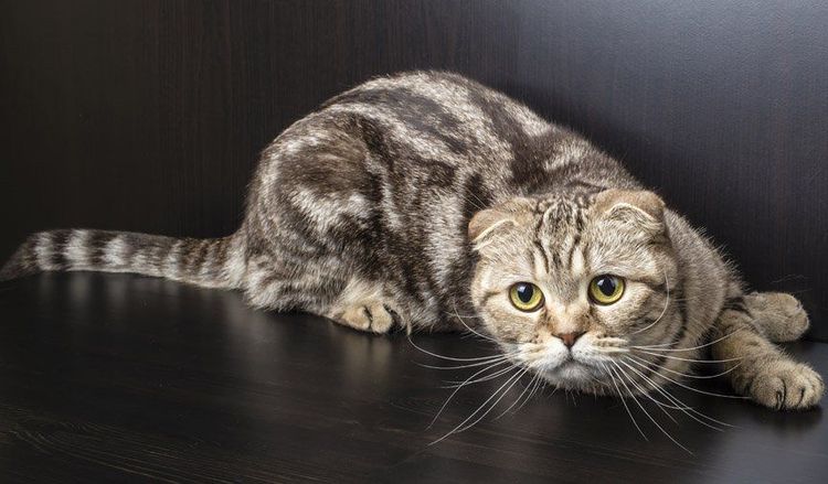 Остеохондродисплазия у кошек лечение в домашних условиях thumbnail