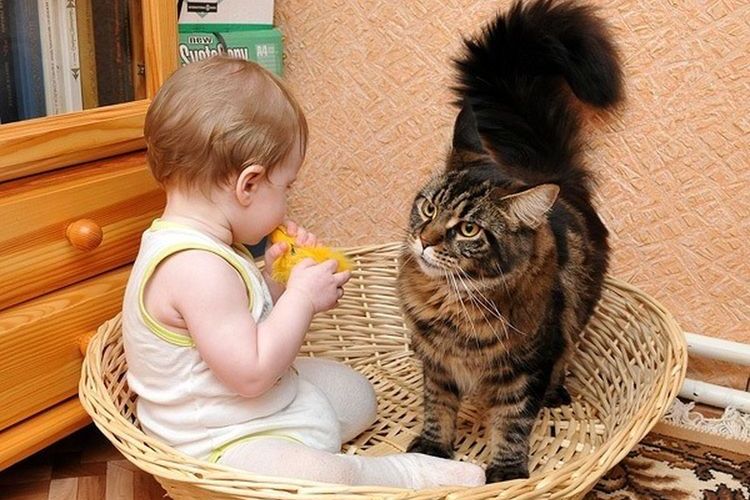 Кот и ребенок