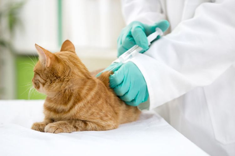 Коту делают прививку