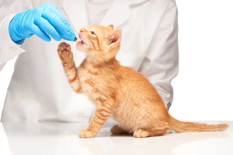 Ветеринар дает котенку лекарство