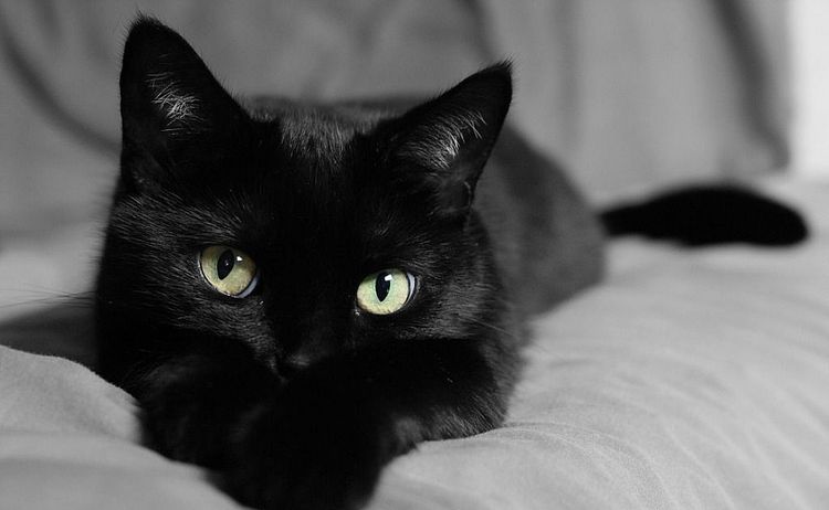 Черная кошка лежит на диване