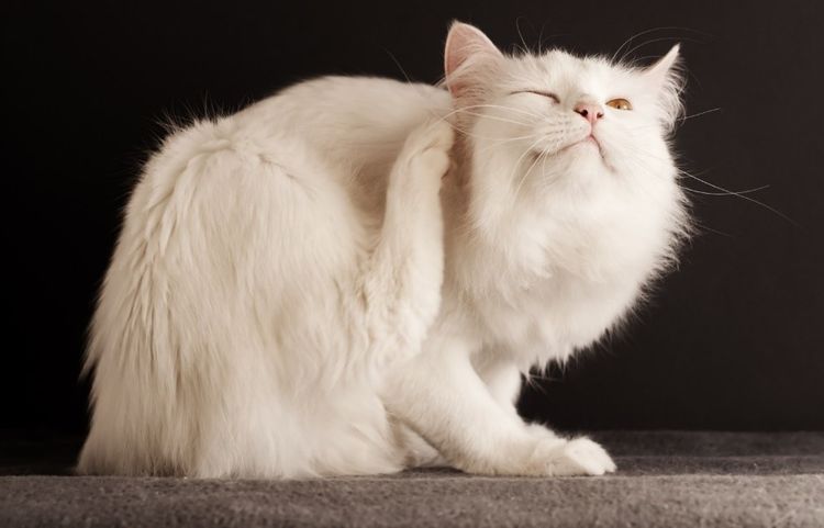 Белая кошка чешет ухо