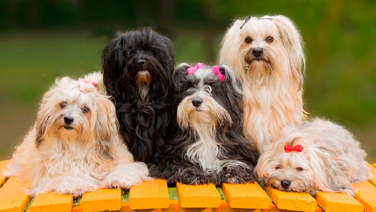 собаки породы гаванский бишон